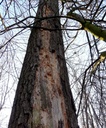 detail_kaefereiche_2.jpg