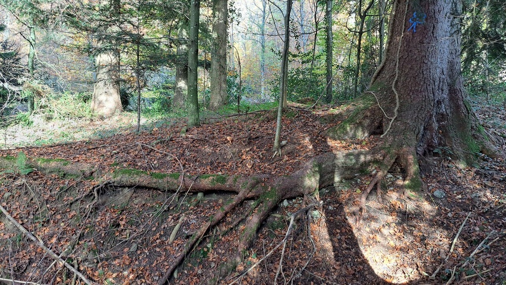 Klammerfichte-2_Easy-Resize.com_.jpg