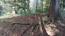 Klammerfichte-2_Easy-Resize.com_.jpg