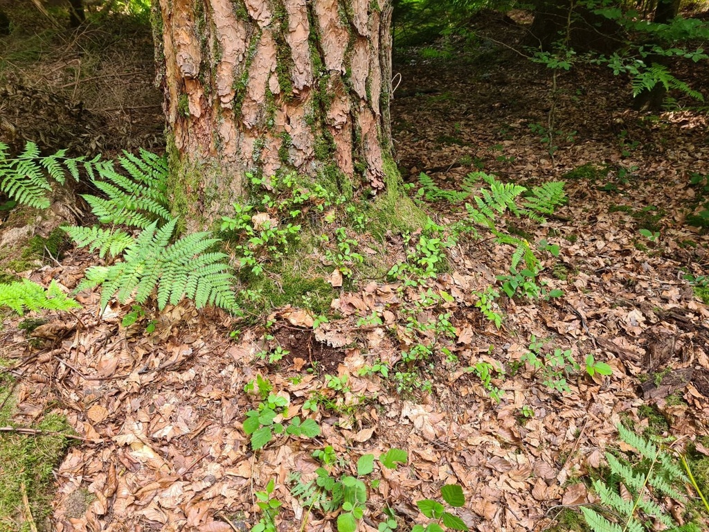 Schirm-der-4_2_1500px.jpg