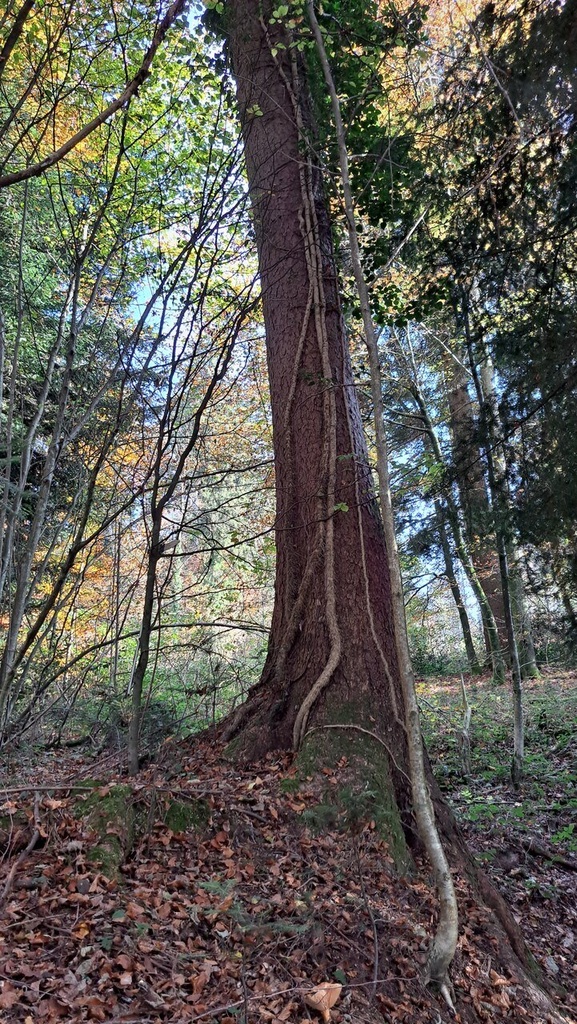 Klammerfichte-3_Easy-Resize.com_.jpg