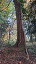 Klammerfichte-3_Easy-Resize.com_.jpg
