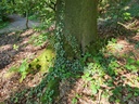 helix-Buche-5_Easy-Resize.com_.jpg
