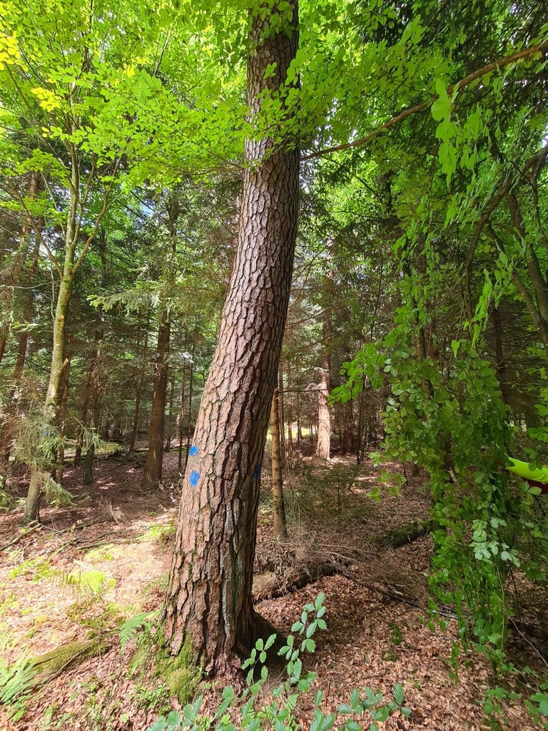 Schirm-der-4_6_1500px.jpg