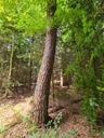 Schirm-der-4_6_1500px.jpg