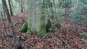 Specht-Buche-2_Easy-Resize.com_.jpg