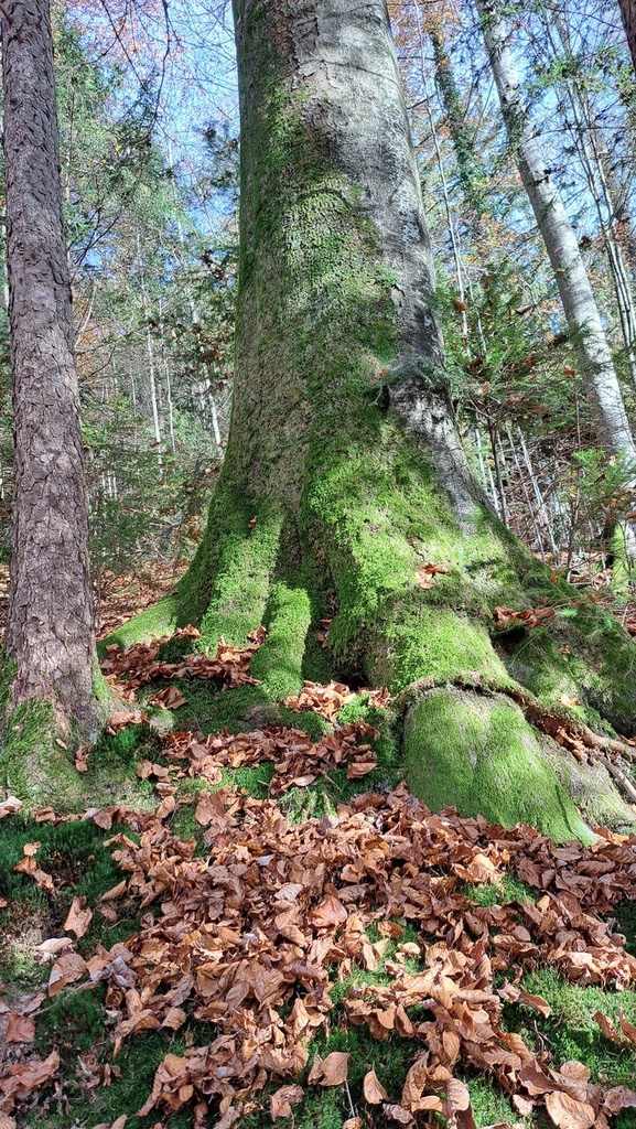 Saeulen-Buche-3_Easy-Resize.com_.jpg