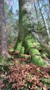 Saeulen-Buche-3_Easy-Resize.com_.jpg