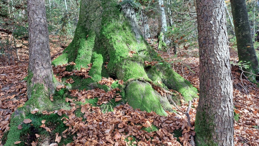 Saeulen-Buche-4_Easy-Resize.com_.jpg