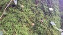 Weitverzweigte-3_Easy-Resize.com_.jpg