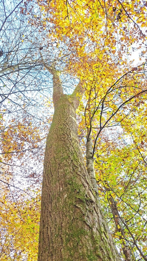 Weitverzweigte-6_Easy-Resize.com_.jpg
