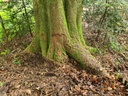 Christbaum-Blick_2_Easy-Resize.com_.jpg