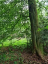 Christbaum-Blick_3_Easy-Resize.com_.jpg