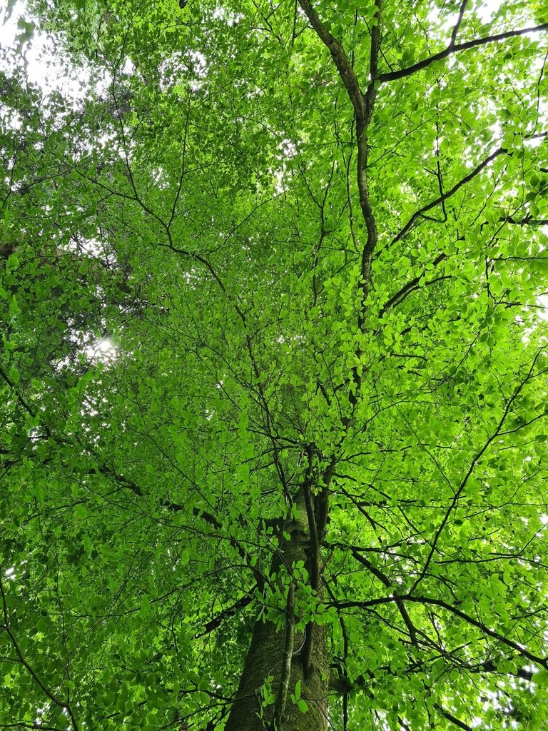 Christbaum-Blick_4_Easy-Resize.com_.jpg