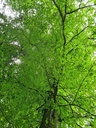 Christbaum-Blick_4_Easy-Resize.com_.jpg