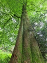 Christbaum-Blick_5_Easy-Resize.com_.jpg