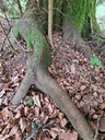 Christbaum-Blick_6_Easy-Resize.com_.jpg