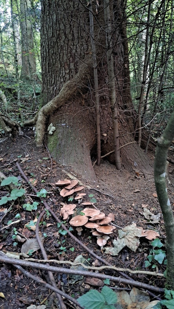Zwiseltanne-2_Easy-Resize.com_.jpg
