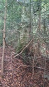 Gabelbuche-easy-Resize.com-2.jpg
