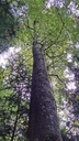 Gabelbuche-easy-Resize.com-3.jpg