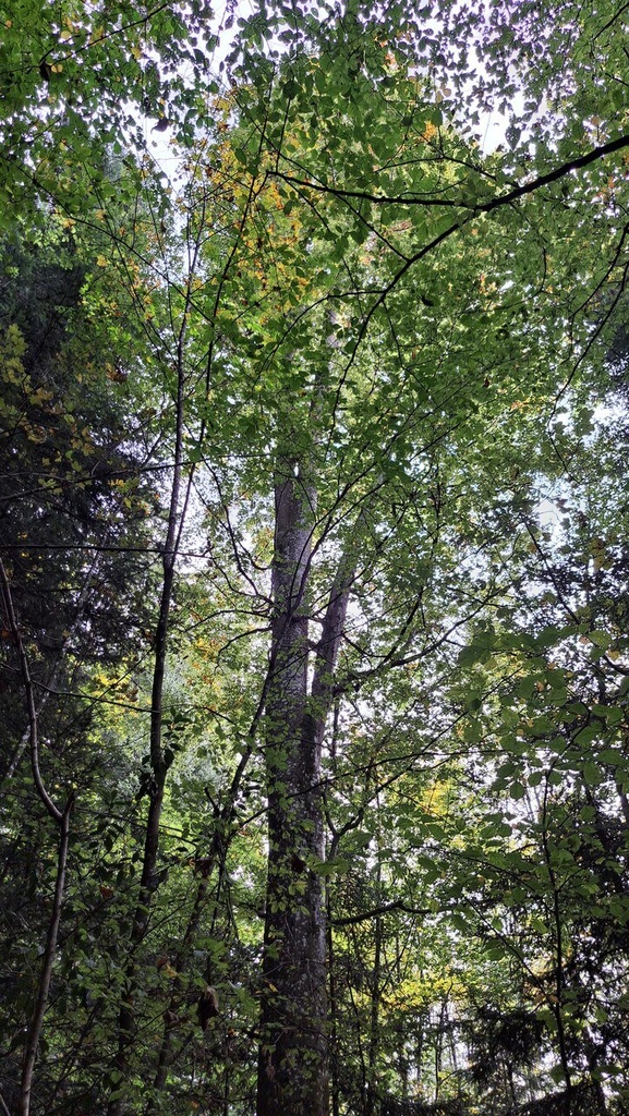 Gabelbuche-easy-Resize.com-4.jpg