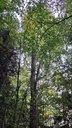 Gabelbuche-easy-Resize.com-4.jpg