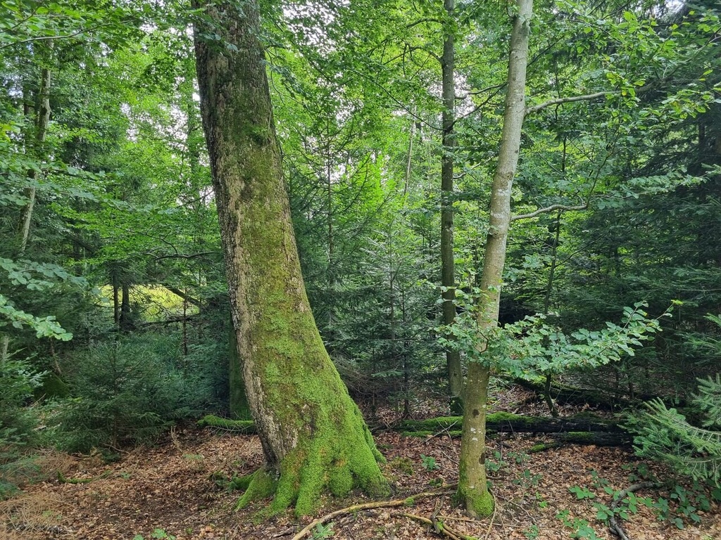 Noeppeli-5_Easy-Resize.com_.jpg