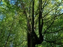 Elefantenruessel-6_Easy-Resize.com_.jpg