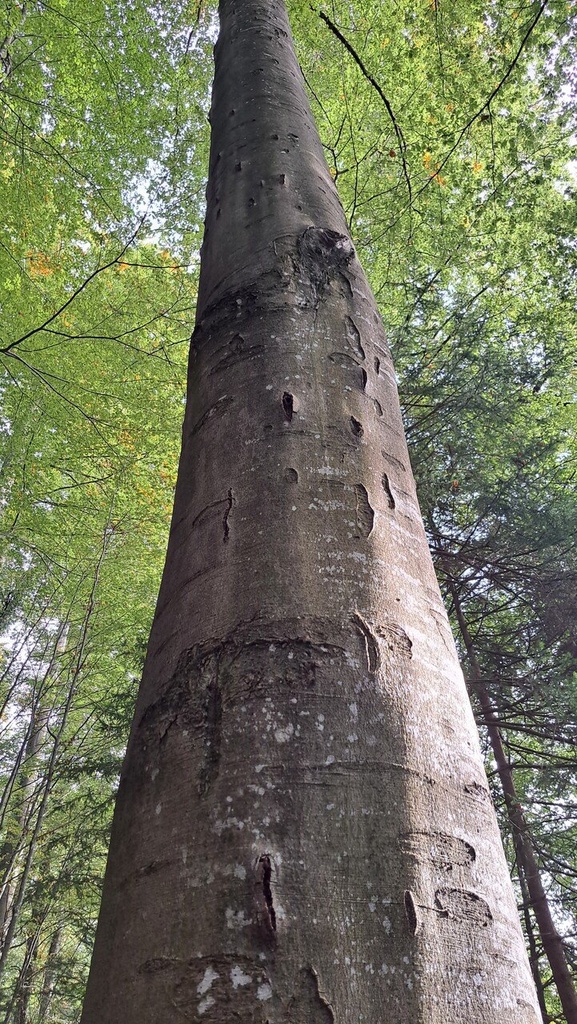 Riss-Buche7_Easy-Resize.com_.jpg
