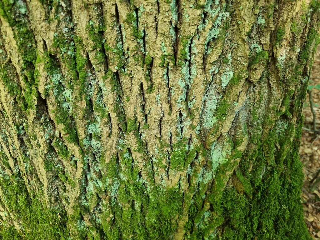 Flaechti_Easy-Resize.com-3.jpg