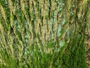 Flaechti_Easy-Resize.com-3.jpg