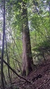 Turm-Tanne-4_Easy-Resize.com_.jpg