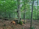 Warzli-5_Easy-Resize.com_.jpg