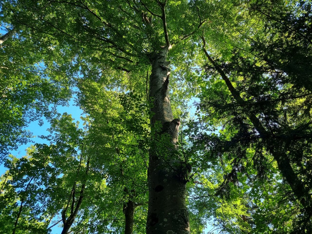 Knorrli-2_Easy-Resize.com_.jpg