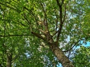 Enthusiast-4_Easy-Resize.com_.jpg