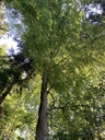 Stupsnase-a-2_Easy-Resize.com_.jpg