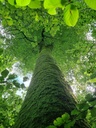 Doppelsynchronli-3_Easy-Resize.com_.jpg