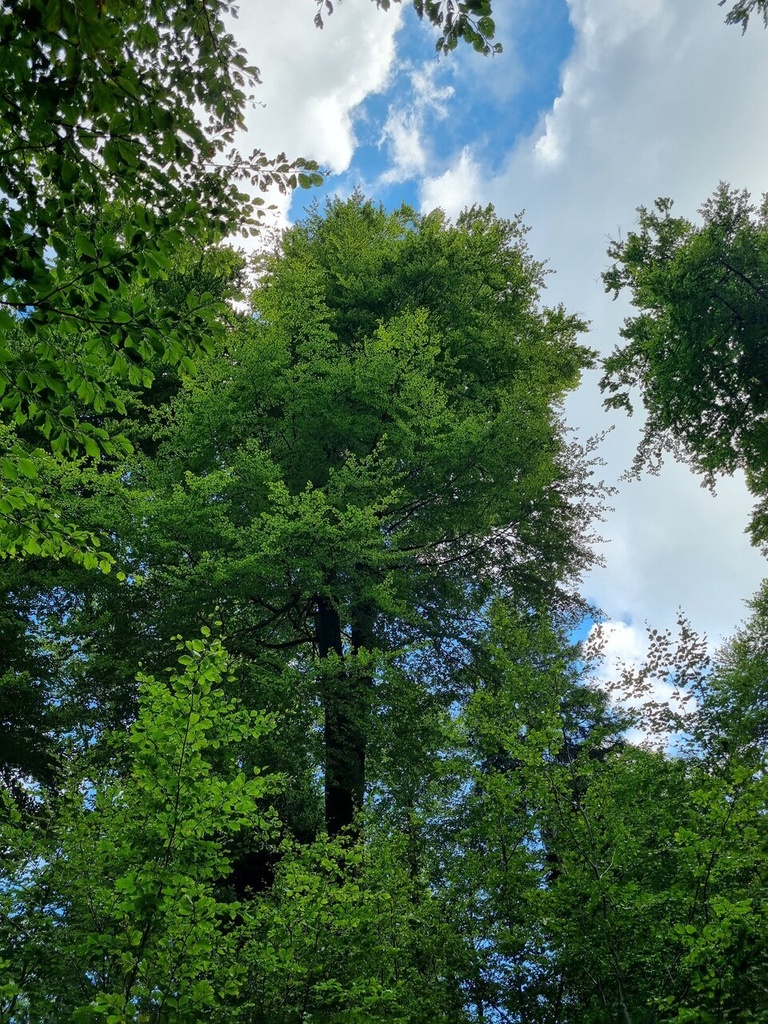Doppelsynchronli-6_Easy-Resize.com_.jpg