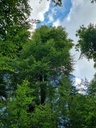 Doppelsynchronli-6_Easy-Resize.com_.jpg