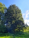 Rothirsch_Easy-Resize.com-2.jpg