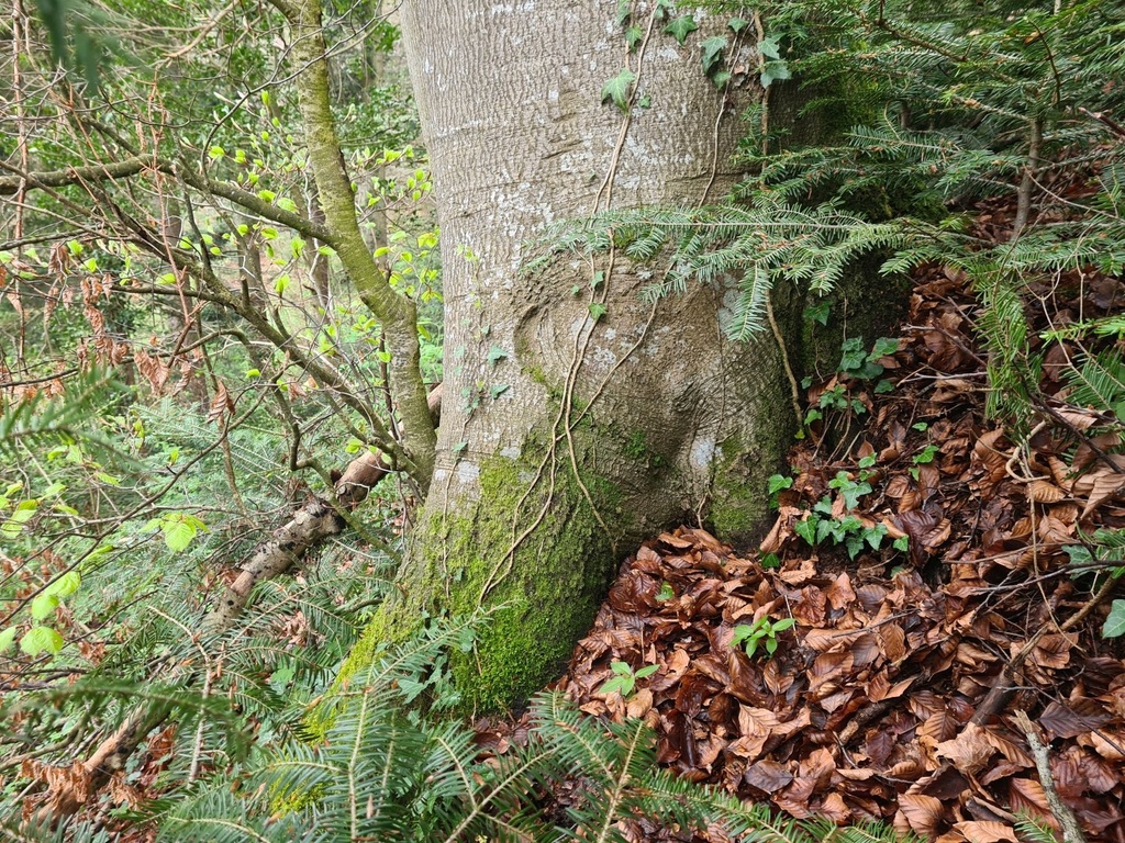 Stupsnase_4_1500px.jpg