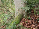Stupsnase_4_1500px.jpg