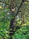 Rothirsch_Easy-Resize.com-3.jpg
