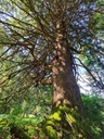 Rothirsch_Easy-Resize.com-4.jpg