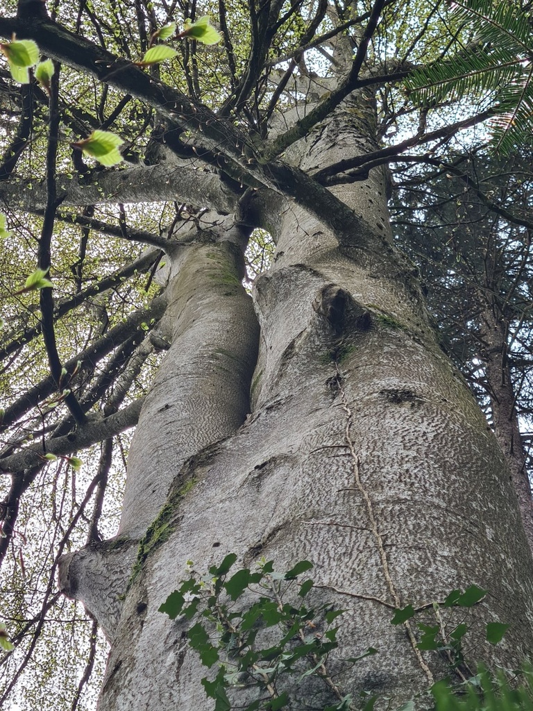 Stupsnase_5_1500px.jpg
