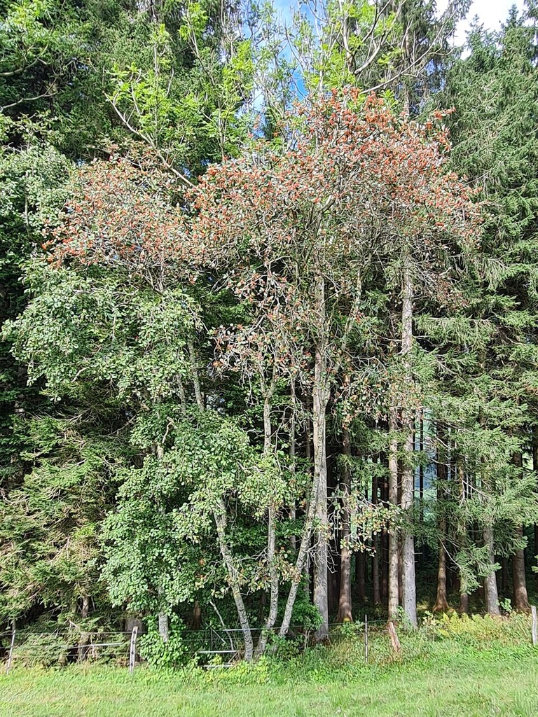 Abendrot-5_Easy-Resize.com_.jpg