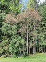 Abendrot-5_Easy-Resize.com_.jpg