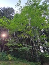 Fruehlingsbote-3_Easy-Resize.com_.jpg