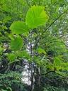 Fruehlingsbote-4_Easy-Resize.com_.jpg