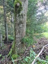 Fruehlingsbote-5_Easy-Resize.com_.jpg